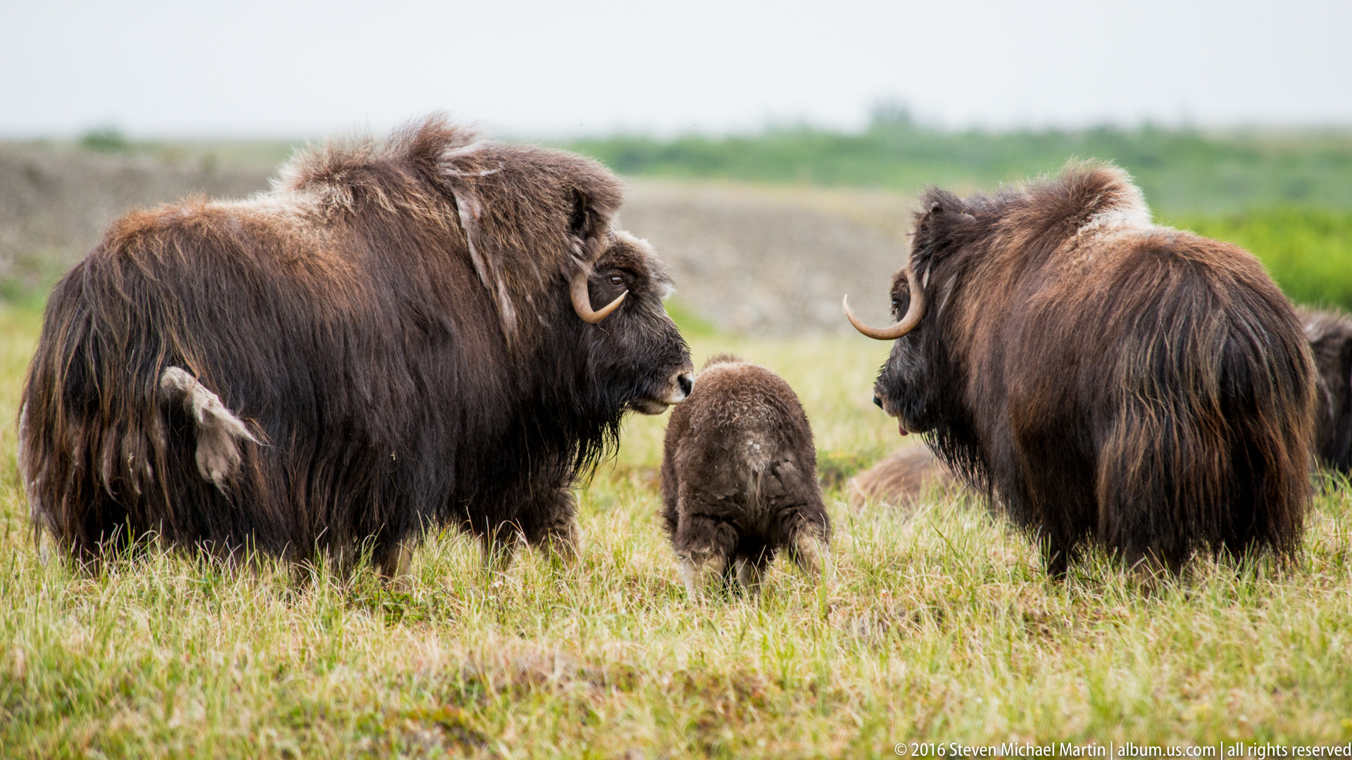 Bering Land Bridge National Preserve Album Us Com Photography By Steven   SMartin 2016 Alaska Bering Land Bridge NPRES 15 Of 66 